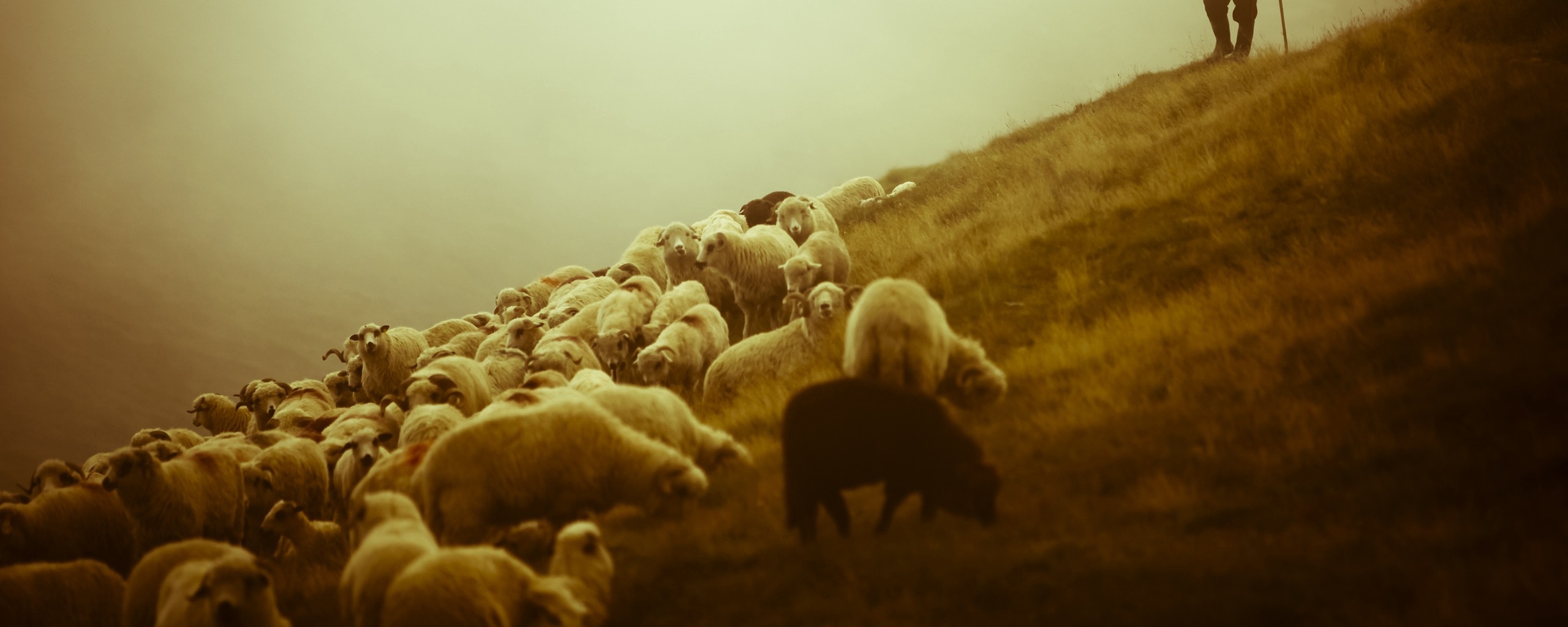 sheep_shepherd_pasture_field_fog_26611_2560x1024